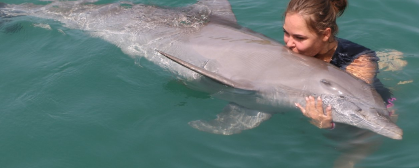 Jamaica dolphin swim