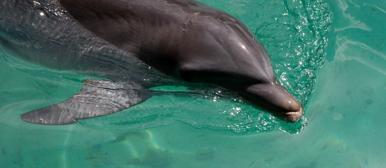 Swim with Dolphins Nassau