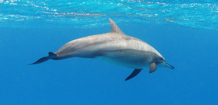 spinner dolphins oahu