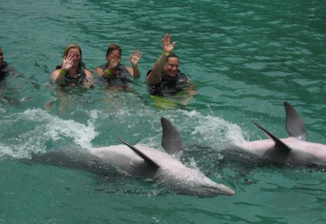Swim with Dolphins in Jamaica Ocho Rios
