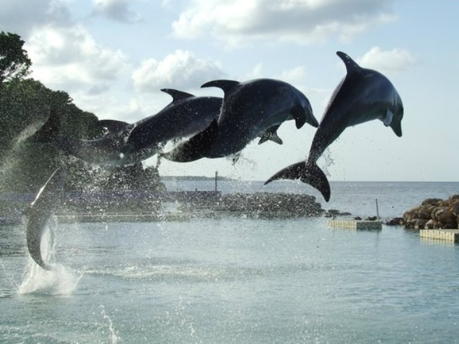 negril dolphin swim program