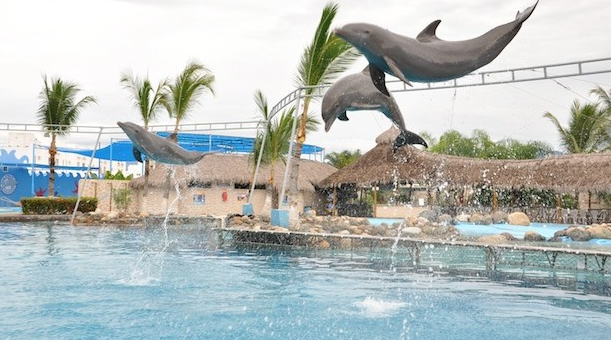 Dolphins Puerto Vallarta Mexico