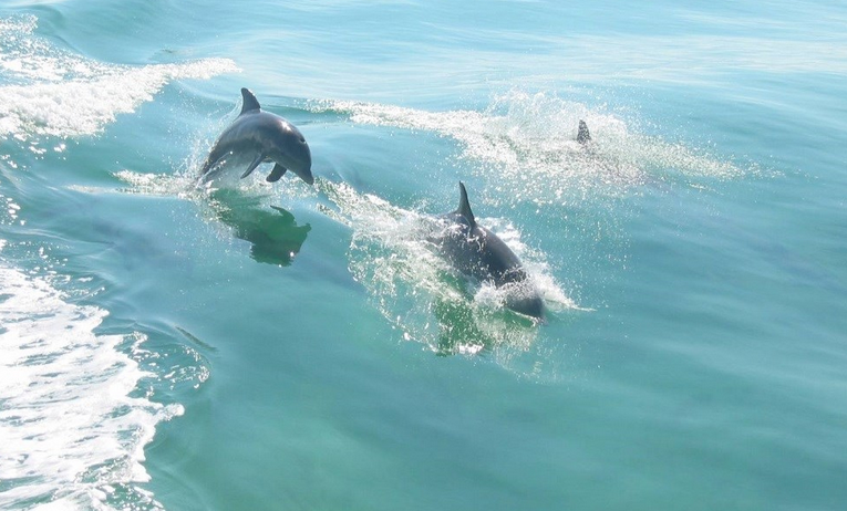 Wild dolphins in Naples FL