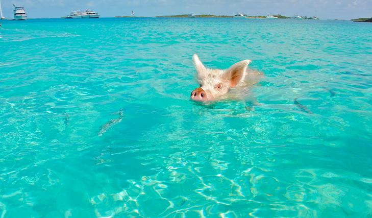 Pigs Beach Near Nassau