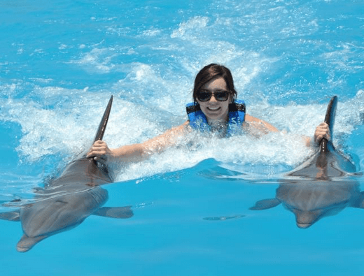 Swim with Dolphins St Kitts Nevis
