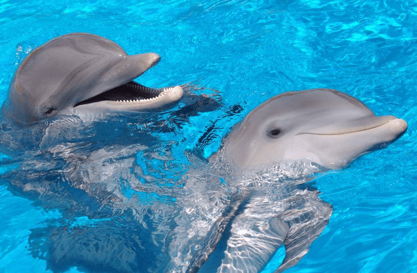 Dolphins Fun in Panama City Beach FL