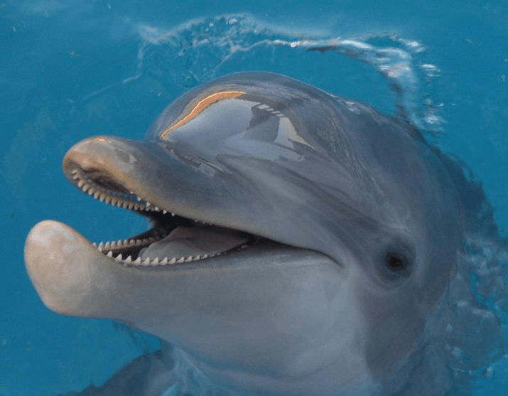 Dolphins are upclose Panama City Beach FL