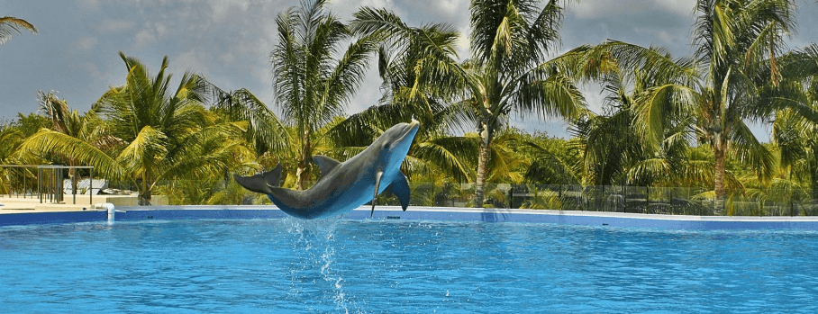 Swimming with Dolphins Punta Cana Dominican Republic