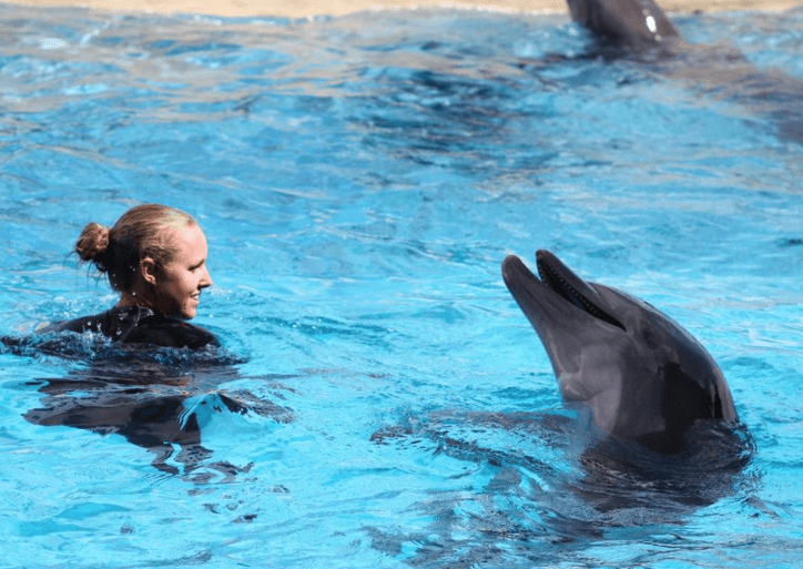 Swim with Dolphin Panama City Beach