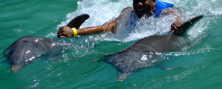 Jamaica_Location_Dolphin_Swim_848X477