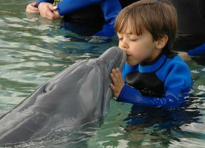 Miami_dolphin_encounter