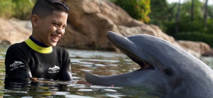 dolhpin_laught_orland_gallery_1