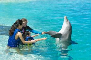 Dolphin Encounter Oahu Peckshake