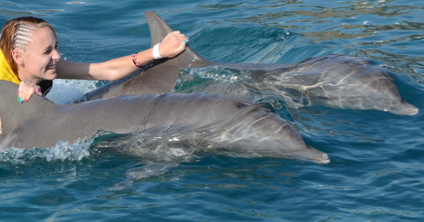 Dominican Republic Puerto Plata Swimming with Dolphins
