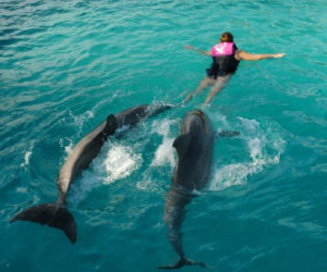 bimini-bahamas-dolphin-swim
