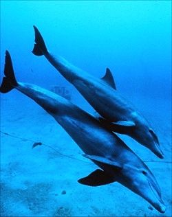 flipper dolphin sound