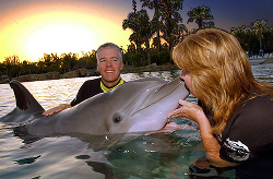 swimming with dolphins