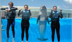 Swim with Dolphins Near Jacksonville Florida- (800) 667-5524