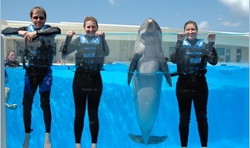Swim With Dolphins Near Daytona Beach Florida 800 667 5524 Swim With Dolphins Florida In Daytona Beach
