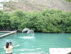 dolphin swim tortola bvi