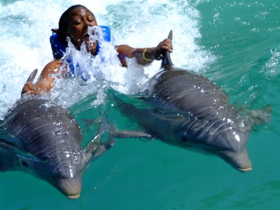 Miami Dolphin Encounter (non-swim) (800) 667-5524