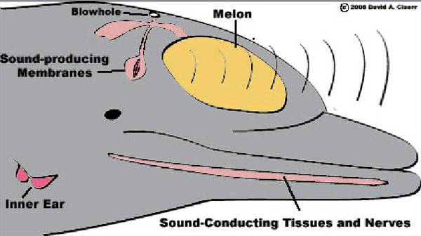 dolphin sound effect