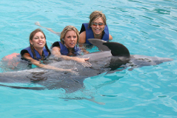 Swim with Dolphins Hawaii Oahu Island