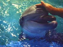 Swim WIth THe Dolphin photos