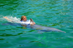 Dolphins play in water off Juno Beach