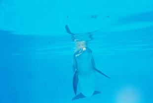 photographs of dolphins