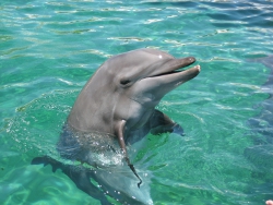 Dolphin Swim Miami - (800) 667-5524