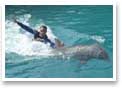 dolphin swim Miami