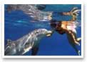 Dolphin Swim Hawaii
