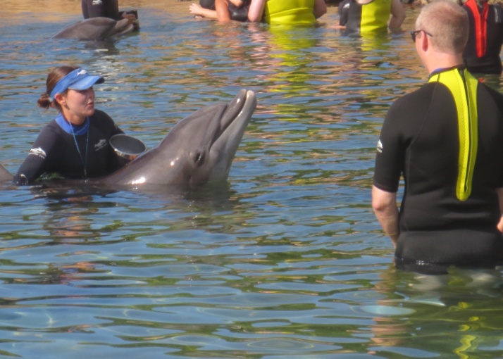 Swim with the Dolphins in Orlando (800) 6675524
