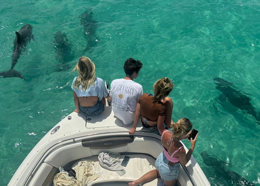 wild dolphins and boat