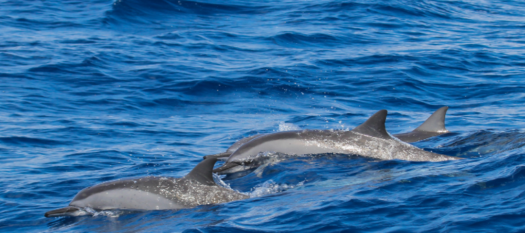 Wild_Spinner_Dolphins_Oahu
