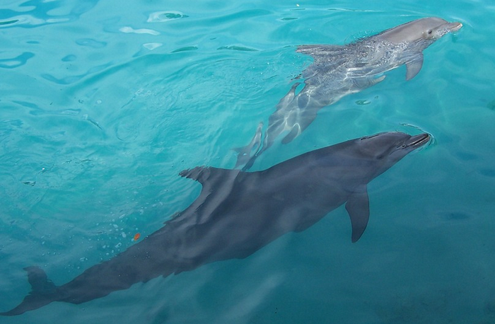 dolphin mother and calf