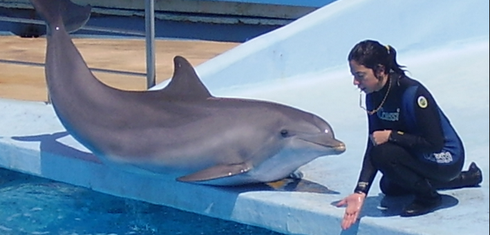 dolphin_trainer_with_dolphin