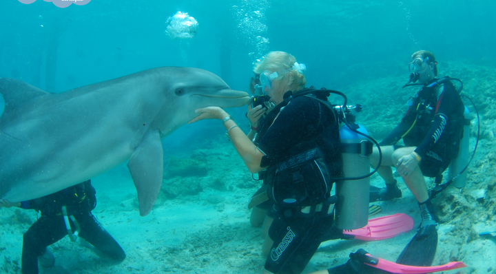 Why scuba dive with dolphin