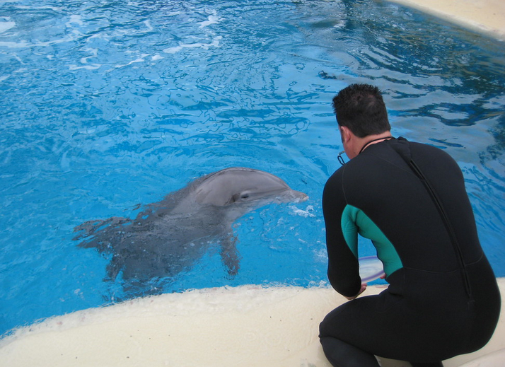 how-to-become-a-dolphin-trainer