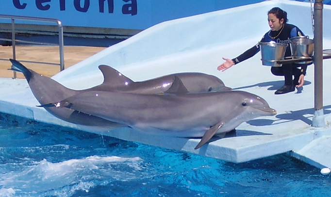 Feeding Dolphin Trainer