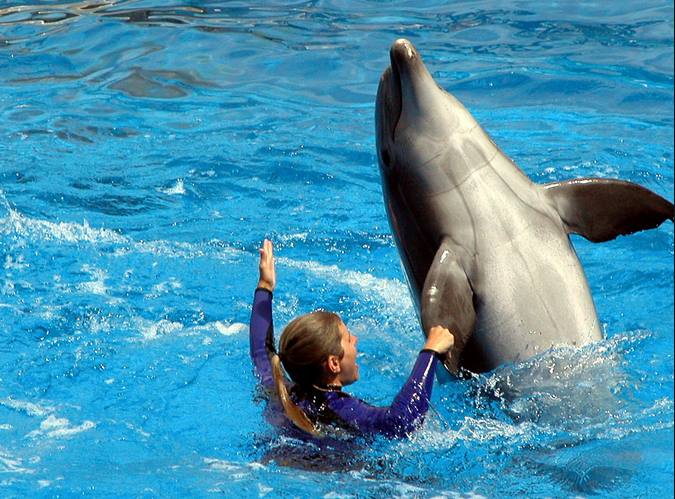 Dolphin Trainer 