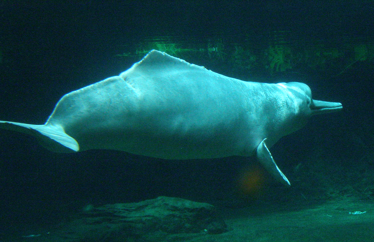 Amazon Dolphin 
