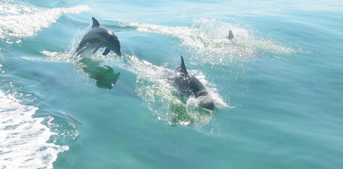 dolphin_swimming