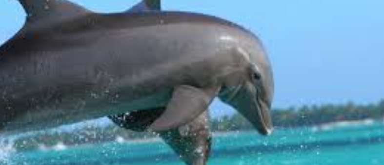 Punta Cana Bavaro Beach Dolphin Swim