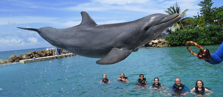 swimming_with_dolphins_Jamaica