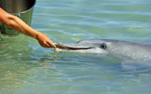 Learn about the Diet of Dolphins