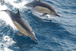 Learn about the Diet of Dolphins