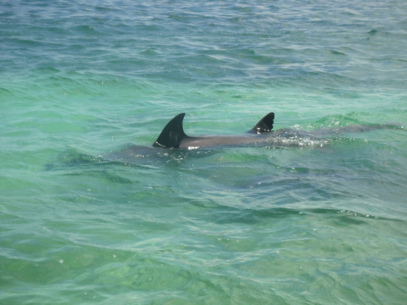 Wild Dolphins Near Key West Fl
