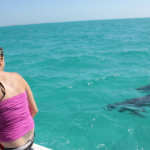 Key West Wild Dolphin Trip